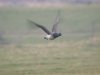 Pale-bellied Brent Goose at Fleet Head (Steve Arlow) (22961 bytes) Pale-bellied Brent Goose at Fleet Head (Steve Arlow) (22961 bytes)